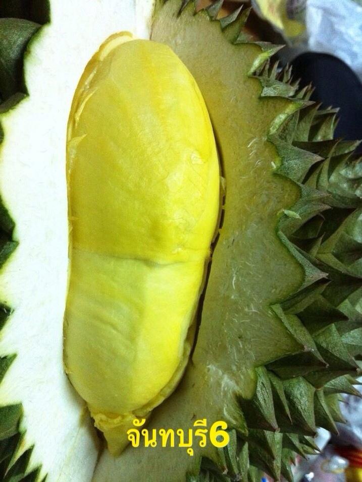 ทุเรียนดีสายพันธุ์ใหม่ จันทบุรี 1-6(Hybrid durians Thailand new species # Chantaburi 1-6)