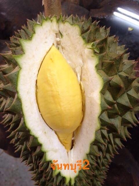ทุเรียนดีสายพันธุ์ใหม่ จันทบุรี 1-6(Hybrid durians Thailand new species # Chantaburi 1-6)