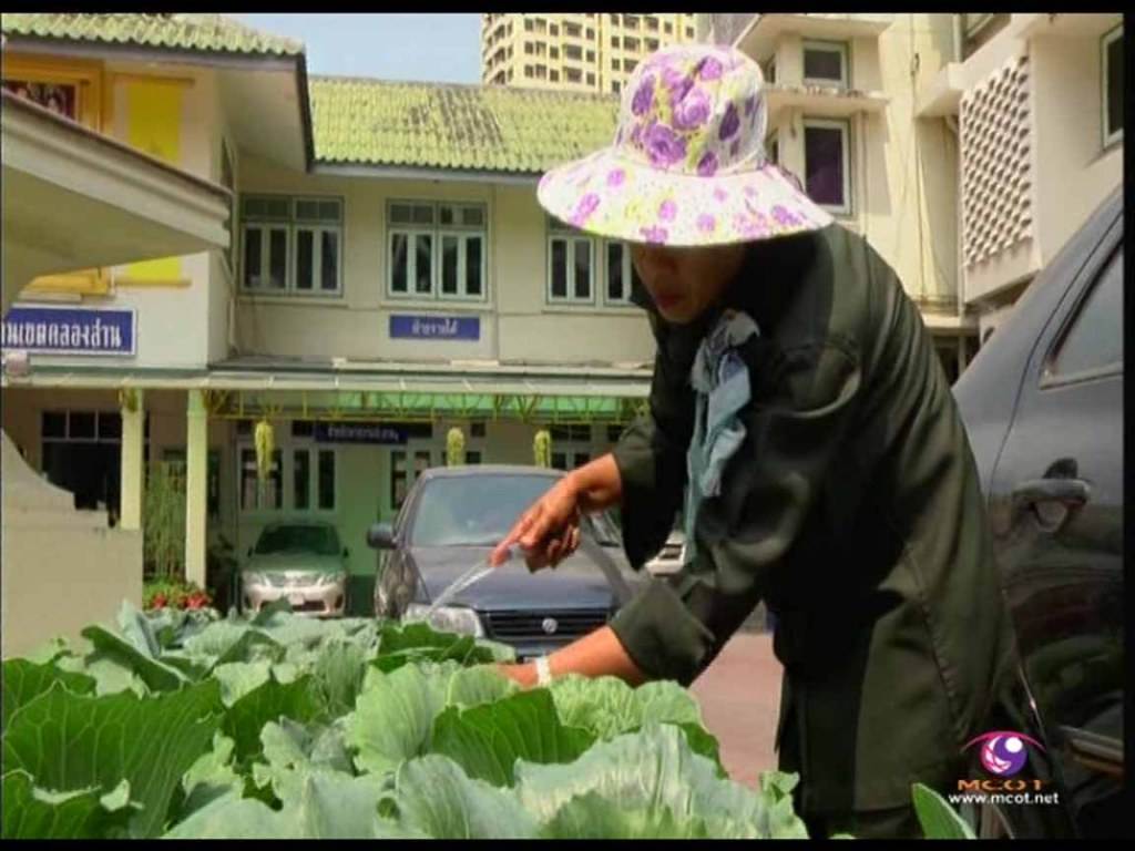 ไอเดียเพอเฝค ปลูกผักสวนครัว แต่งหน้าบ้าน เอามาเฮ็ดอาหานกินได้นำอีก