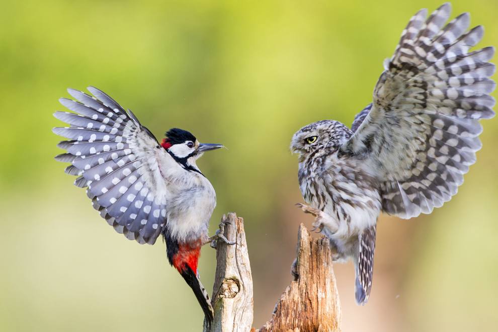 “National Geographic Photo Contest 2013”