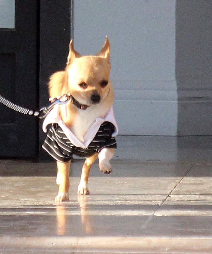 ไฮโช ปารีส ฮิลตัน จูงน้องหมาสุดเลิฟ ออกไปช็อปปิ้งสวยๆ ที่ห้างดัง Barneys New York สาขา Beverly Hills