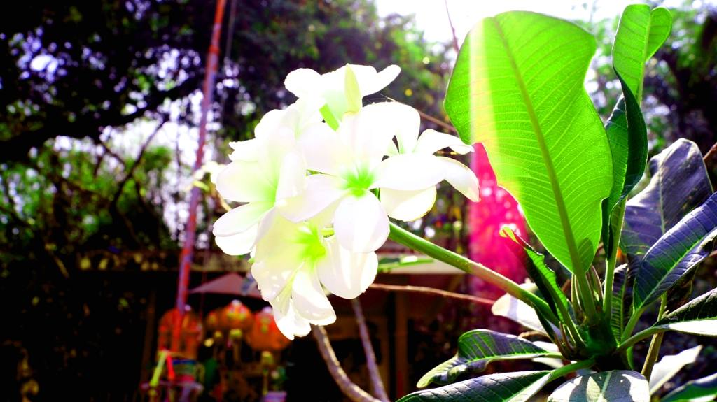 วัดเขาดิน วัดสวยๆ ไกล้กับมอเตอร์เวย์