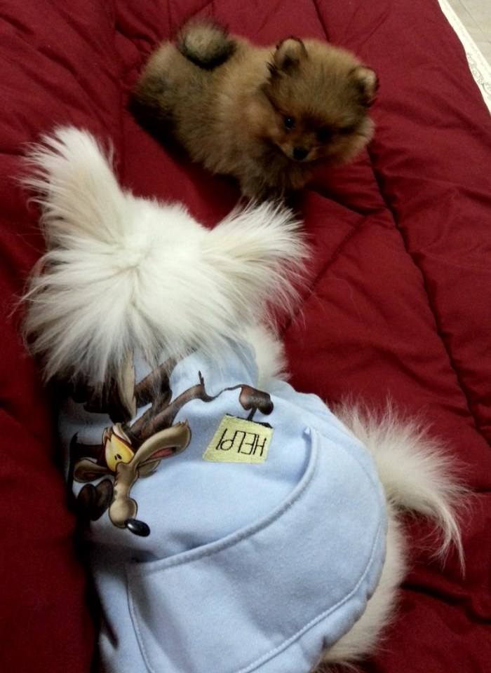 พี่จิมมี่ กับ น้องจัสติน น้องหมา น่ารัก