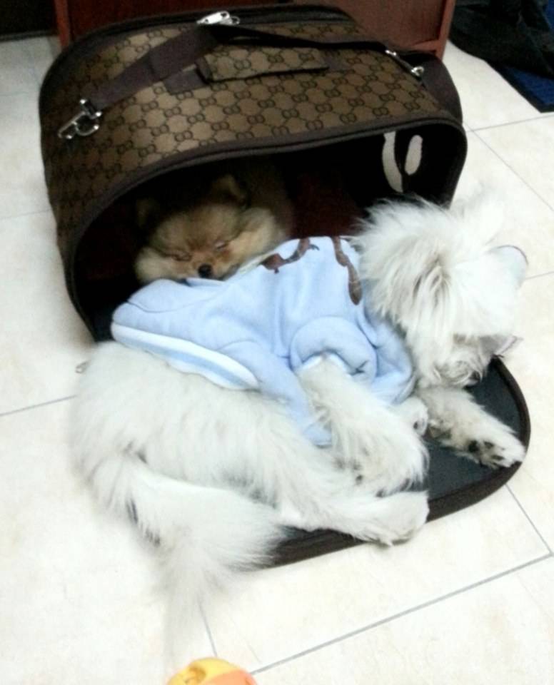 พี่จิมมี่ กับ น้องจัสติน น้องหมา น่ารัก