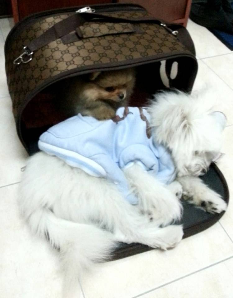 พี่จิมมี่ กับ น้องจัสติน น้องหมา น่ารัก
