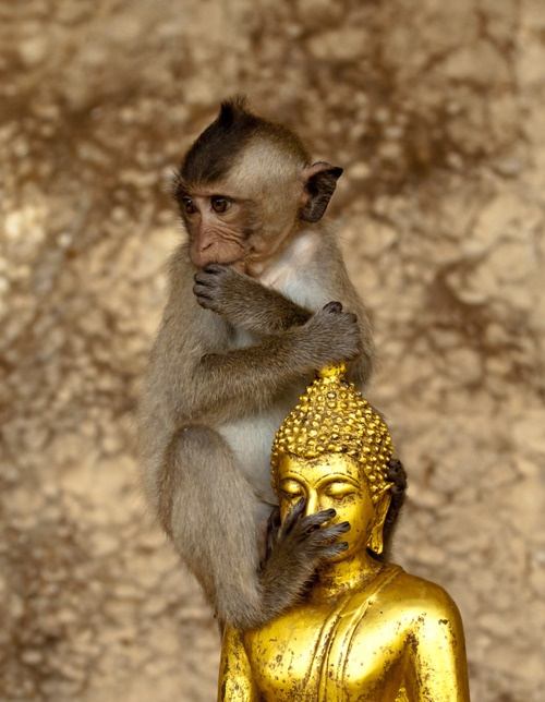 สัตว์โลกน่ารัก