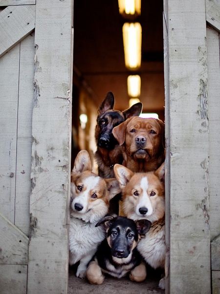 สัตว์โลกน่ารัก