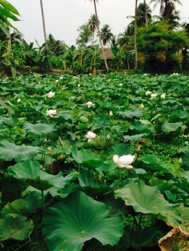 Rose Garden , Sampran Riverside