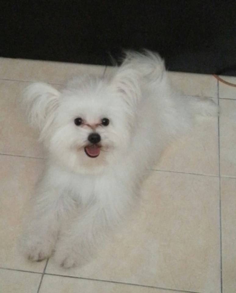 พี่หมาจิมมี่ น้องหมาจัสติน น่ารัก