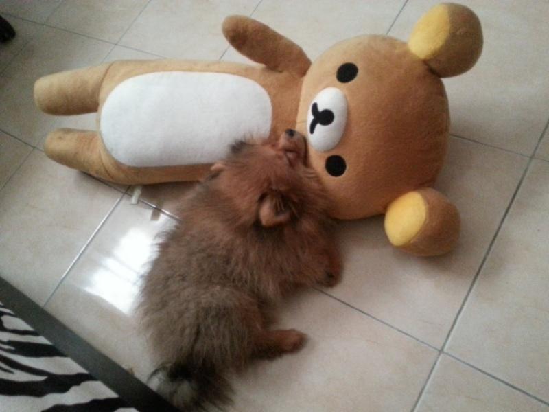 พี่หมาจิมมี่ น้องหมาจัสติน น่ารัก