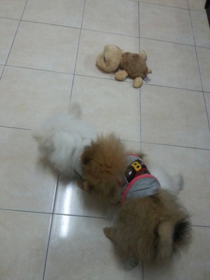 ขอจัสตินขี่หลังพี่จิมมี่หน่อยครับ