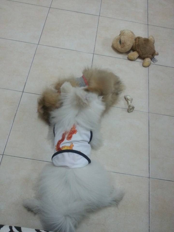 ขอจัสตินขี่หลังพี่จิมมี่หน่อยครับ