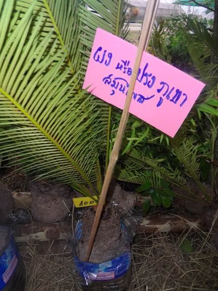 งานคนไทยหัวใจเกษตร ครั้งที่5 ทำให้รู้จักพืชพรรณเหล่านี้
