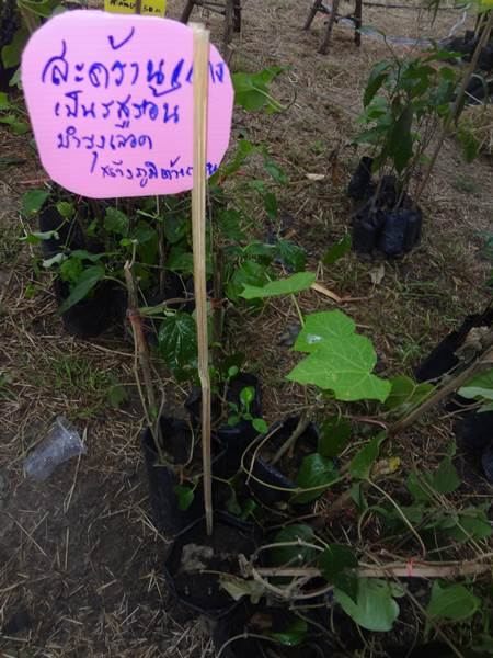 งานคนไทยหัวใจเกษตร ครั้งที่5 ทำให้รู้จักพืชพรรณเหล่านี้