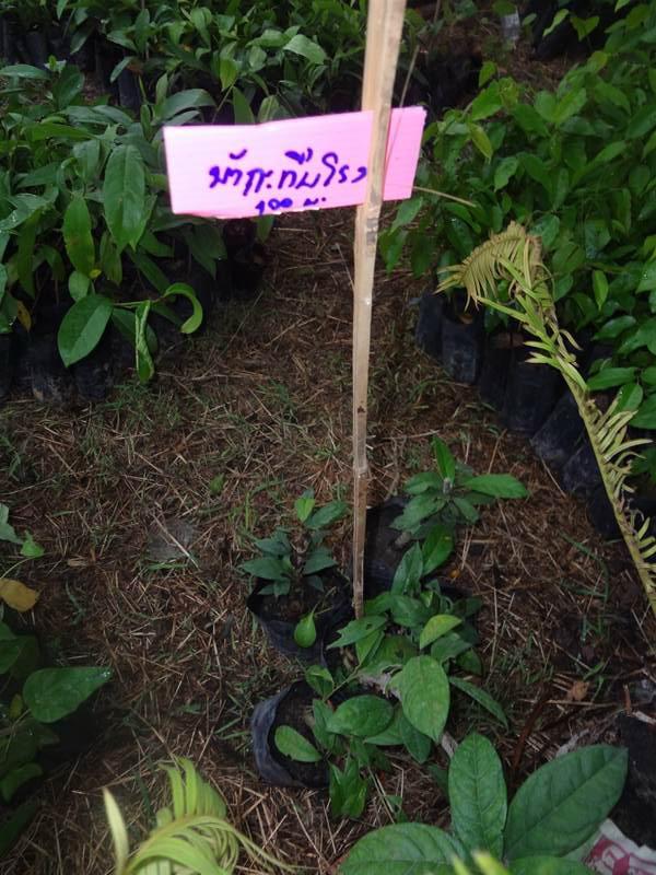 งานคนไทยหัวใจเกษตร ครั้งที่5 ทำให้รู้จักพืชพรรณเหล่านี้