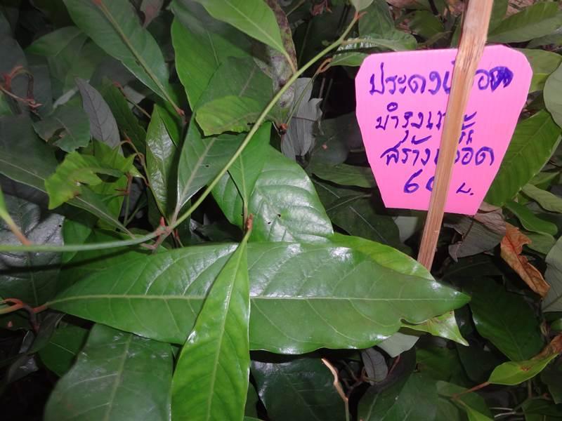 งานคนไทยหัวใจเกษตร ครั้งที่5 ทำให้รู้จักพืชพรรณเหล่านี้