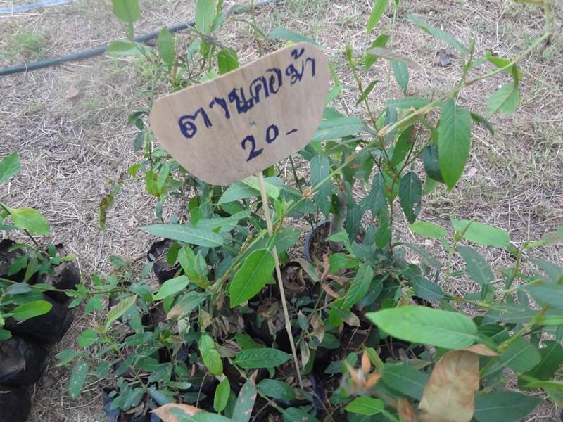 งานคนไทยหัวใจเกษตร ครั้งที่5 ทำให้รู้จักพืชพรรณเหล่านี้