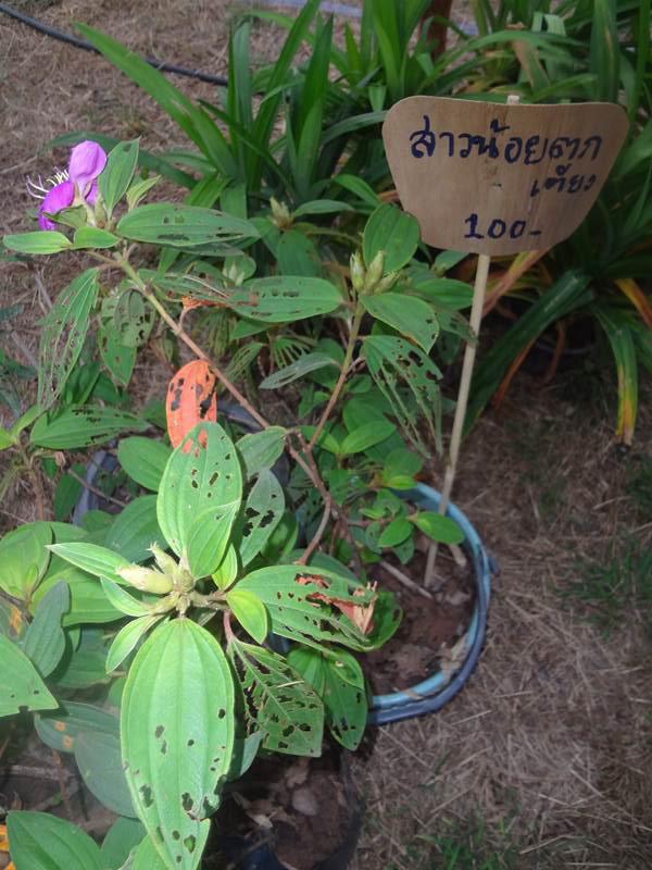 งานคนไทยหัวใจเกษตร ครั้งที่5 ทำให้รู้จักพืชพรรณเหล่านี้