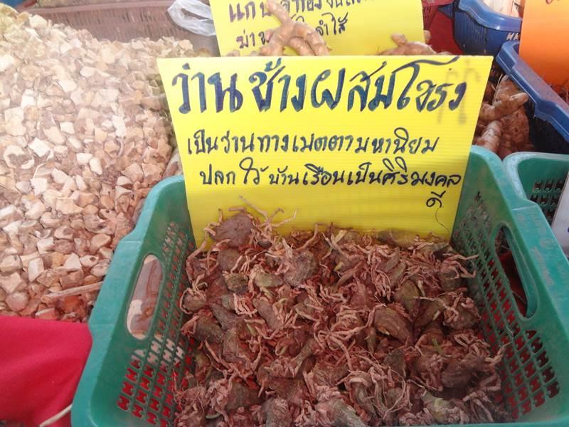 ได้เห็นและได้รู้จัก ชื่อ ว่าน เหล่านี้ ในงานคนไทยหัวใจเกษตร ครั้งที่5 นี่แหละ !!!
