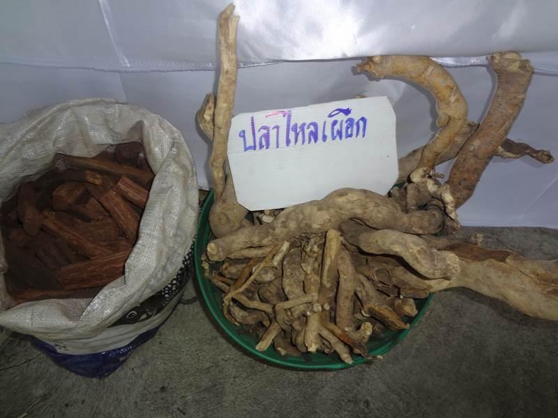 ได้เห็นและได้รู้จัก ชื่อ ว่าน เหล่านี้ ในงานคนไทยหัวใจเกษตร ครั้งที่5 นี่แหละ !!!