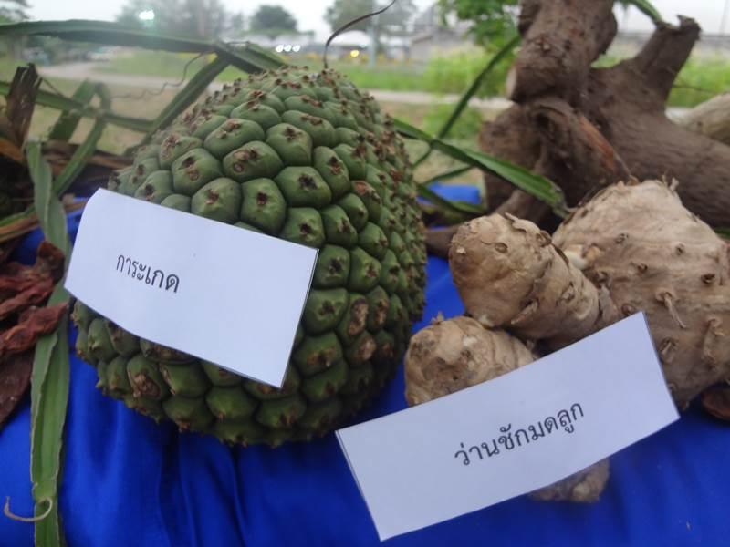ได้เห็นและได้รู้จัก ชื่อ ว่าน เหล่านี้ ในงานคนไทยหัวใจเกษตร ครั้งที่5 นี่แหละ !!!