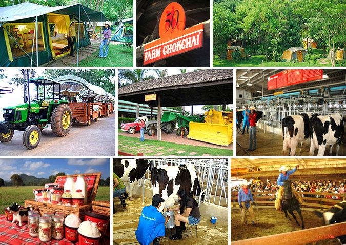 ฟาร์มโชคชัย” ฟาร์มโคนมที่ใหญ่ที่สุดใน South East Asia