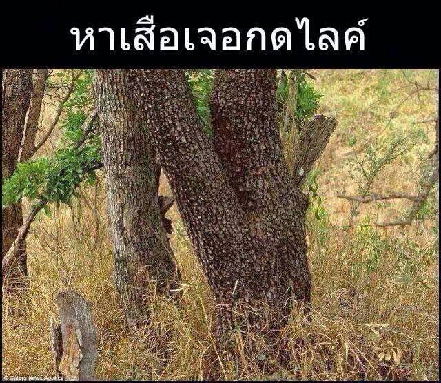 การ์ตูน