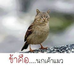 การ์ตูน