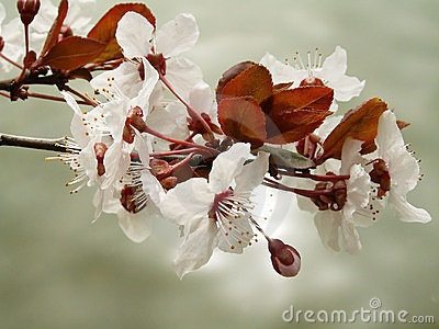 ธรรมชาติ ดอกไม้สวยๆ No.6