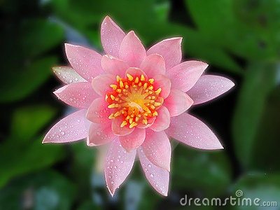 ธรรมชาติ ดอกไม้สวยๆ No.14
