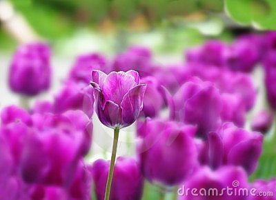 ธรรมชาติ ดอกไม้สวยๆ No.15