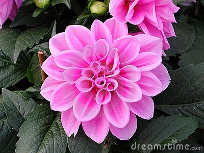 ธรรมชาติ ดอกไม้สวยๆ No.16