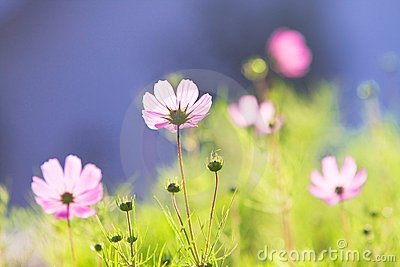 ธรรมชาติ ดอกไม้สวยๆ No.16
