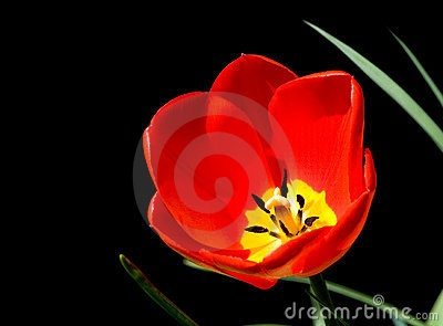 ธรรมชาติ ดอกไม้สวยๆ No.17