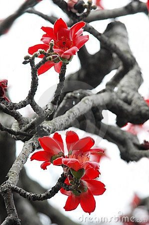 ธรรมชาติ ดอกไม้สวยๆ No.17