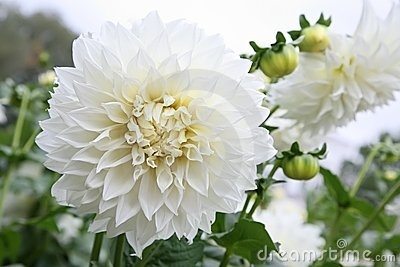 ธรรมชาติ ดอกไม้สวยๆ No.23
