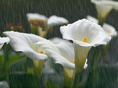 รูปฝนตก กริตเตอร์คอมเมนท์ น่ารักๆ No.2