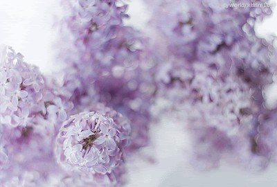 ดอกกุหลาบ ดอกไม้สวยๆ กริตเตอร์ น่ารักๆ No.2
