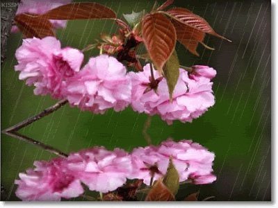 ดอกกุหลาบ ดอกไม้สวยๆ กริตเตอร์ น่ารักๆ No.3