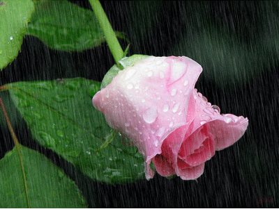 ดอกกุหลาบ ดอกไม้สวยๆ กริตเตอร์ น่ารักๆ No.3