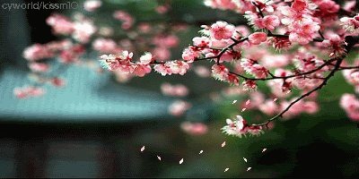 ดอกกุหลาบ ดอกไม้สวยๆ กริตเตอร์ น่ารักๆ No.3
