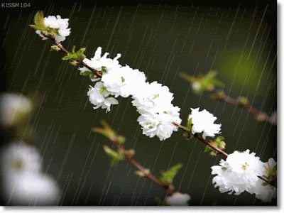 ดอกกุหลาบ ดอกไม้สวยๆ กริตเตอร์ น่ารักๆ No.3