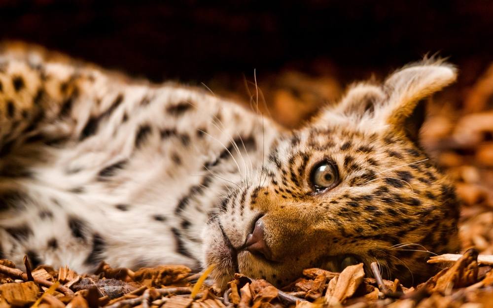 3D-HD-Wallpapers ภาพพื้นหลัง พักหน้าจอ No.5