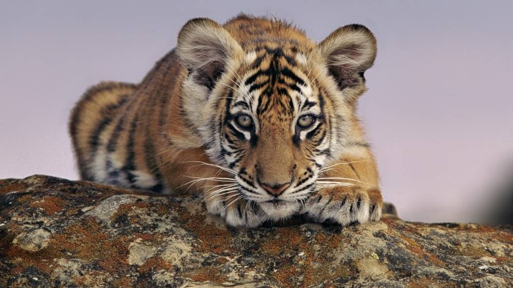 3D-HD-Wallpapers ภาพพื้นหลัง พักหน้าจอ No.6