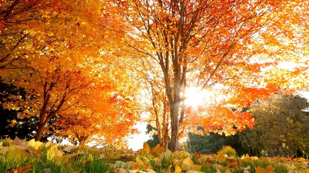 3D-HD-Wallpapers ภาพพื้นหลัง พักหน้าจอ No.8