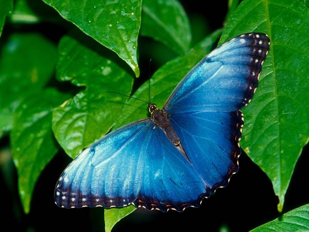 3D-HD-Wallpapers ภาพพื้นหลัง พักหน้าจอ No.9