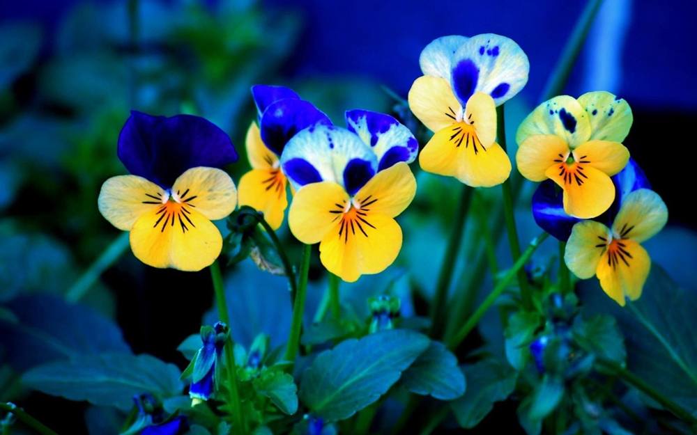 3D-HD-Wallpapers ภาพพื้นหลัง พักหน้าจอ No.10