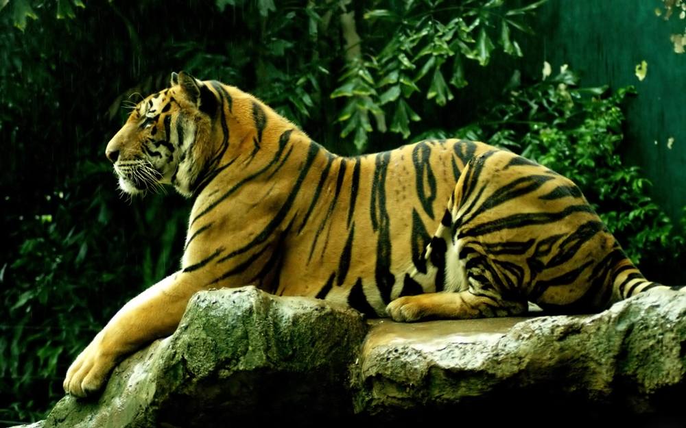 3D-HD-Wallpapers ภาพพื้นหลัง พักหน้าจอ No.10