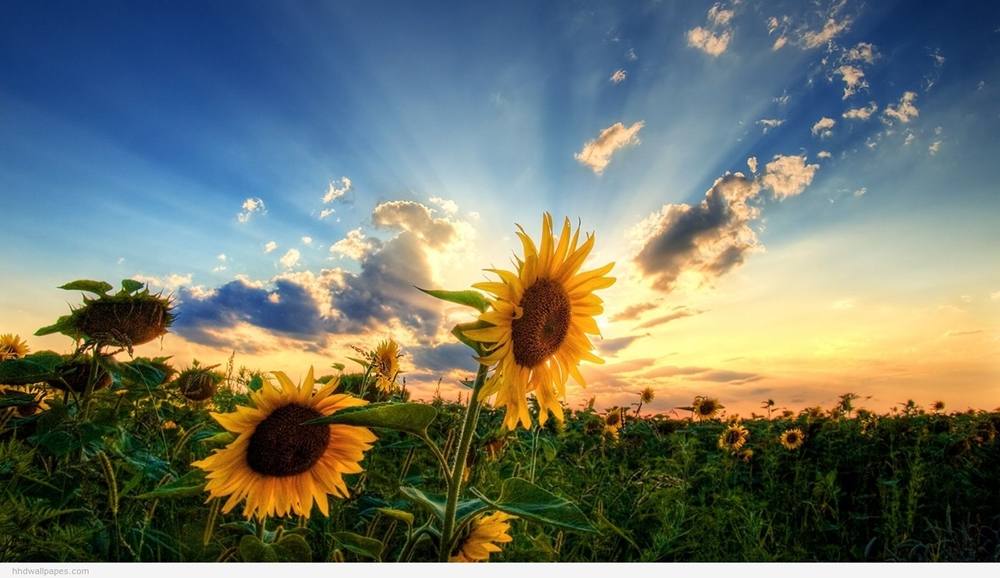 3D-HD-Wallpapers ภาพพื้นหลัง พักหน้าจอ No.13
