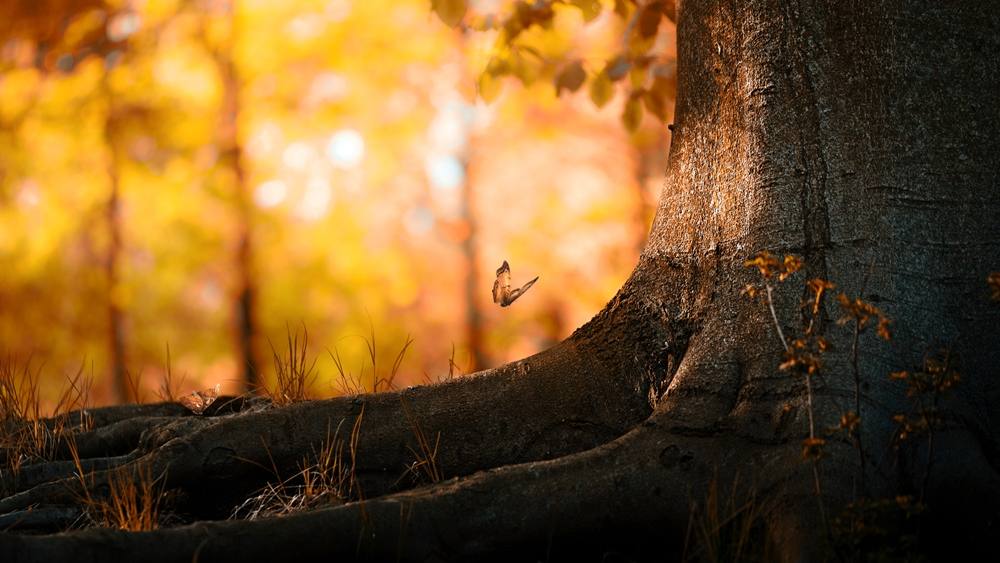 3D-HD-Wallpapers ภาพพื้นหลัง พักหน้าจอ No.13